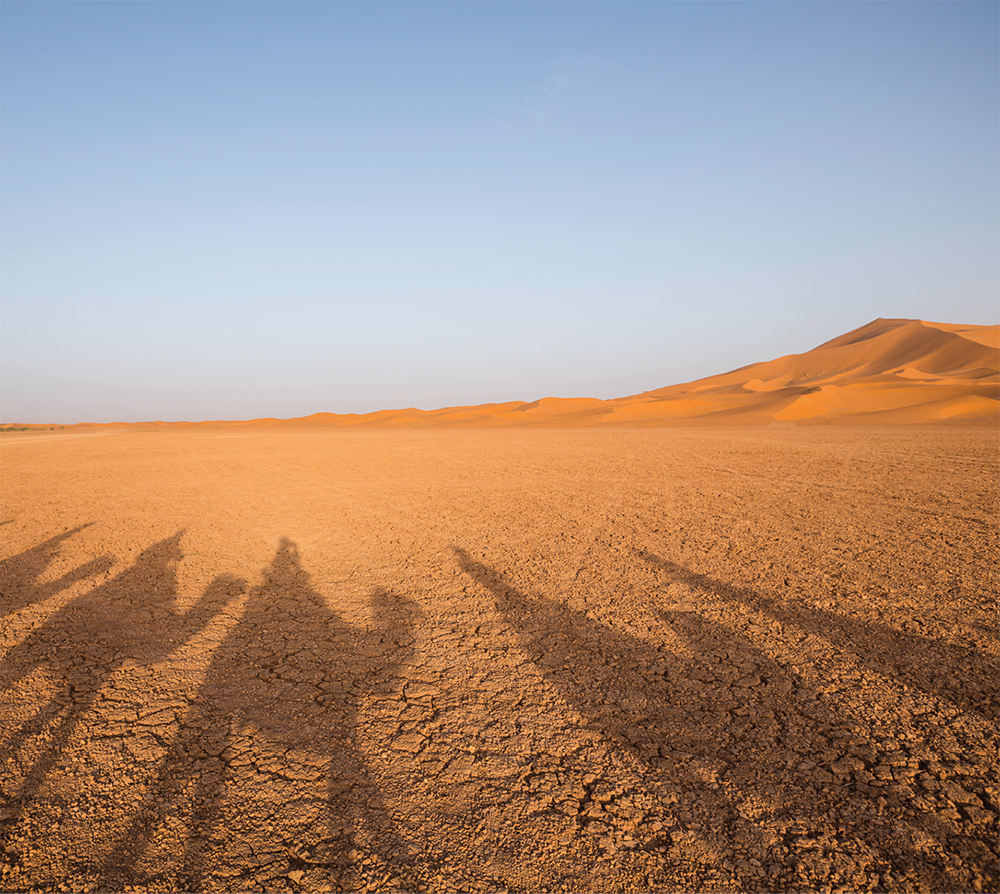 A caravan of camels casts a long shadow in the desert.