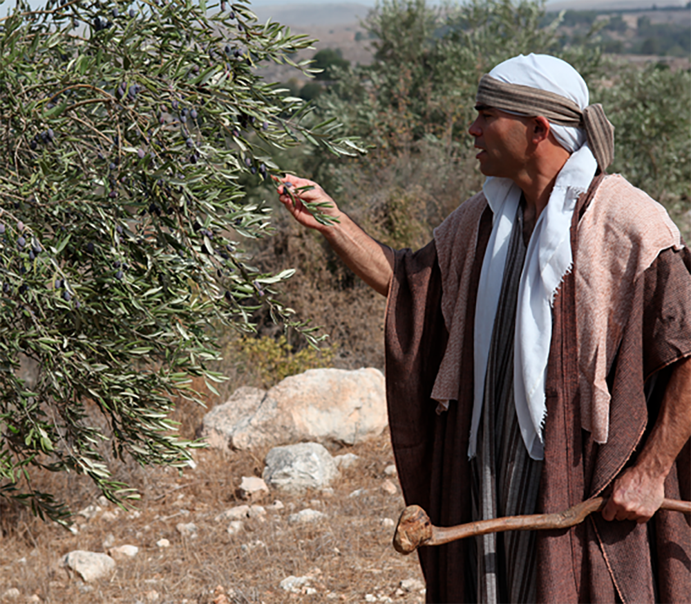 Harvesting olives in Israel