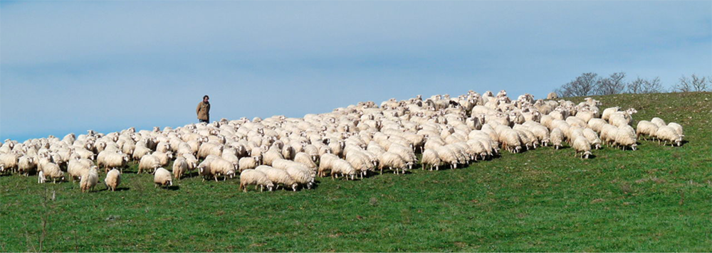 A shepherd watching his sheep