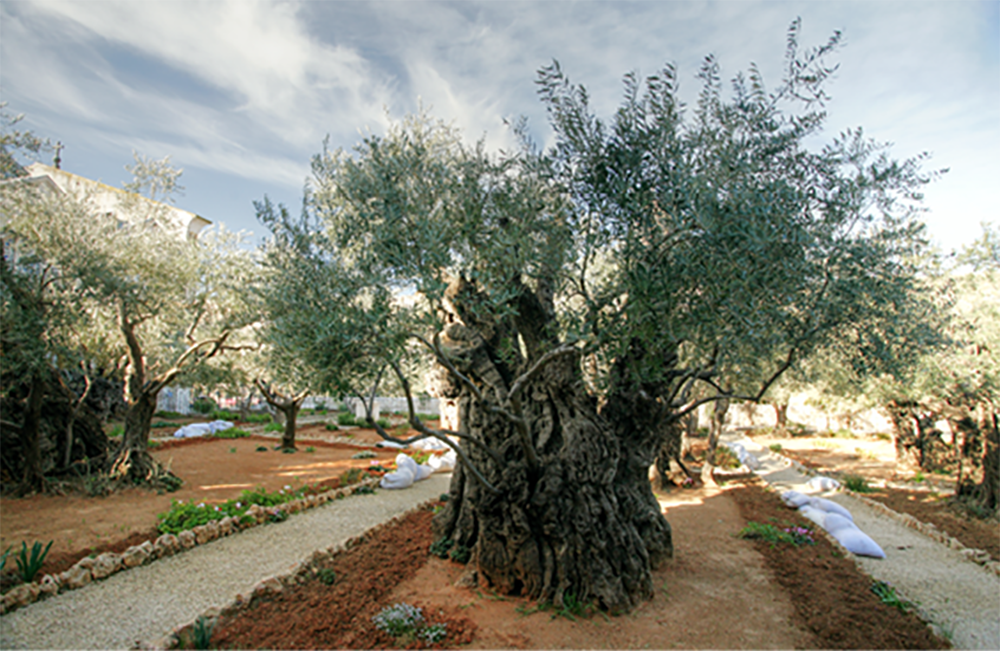 Olive tree in the Garden of Gethsemane