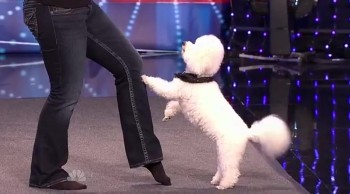 You're Going to LOVE This Doggie Dance Routine 