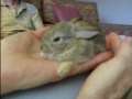 Baby bunny story 