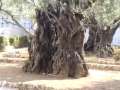 Israel - Garden of Gethsemane 