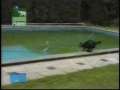 Dog in pool 