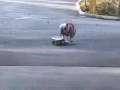 Skateboarding dog 