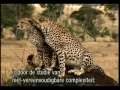 Cheetah: Incredible Animal - Incredible Design 