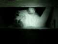 Cat In A Dark Box