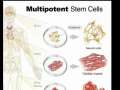 Embryonic Stem Cells & Human Cloning 