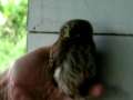 Baby owl saved from chickens 
