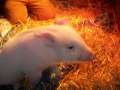 Denkai Animal Sanctuary-Miracle paralyzed Pig