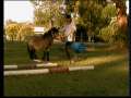 Miniature Horse Playing