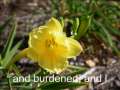 Spiritual Video - Text