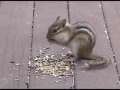Hoover the Chipmunk 