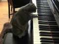 Cat Pianist 