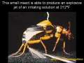 Evolution of the Bombardier Beetle 