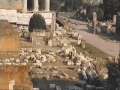 Gladiator Brownee Visits Rome! 