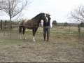 Lasso Your Dream with horse introduction 