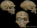 Evidence for Evolution - Hominid Fossils Pt.2 