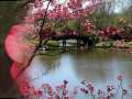 Randy Travis - You Are Worthy of My Praise -flower slideshow 