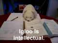 Igloo's Adventures 