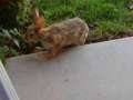 Wild Rabbit Playfully Digging 