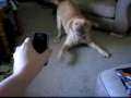 Top Ten August 4th Number 1 - Dog Scared of Phone! Hilarious! 
