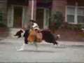 Monkey Riding Dog with TACOS!! LOL 