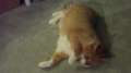 Fat Cat with the Catnip 