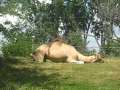 Lazy Camel 