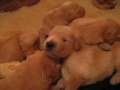 Madison's Puppies 