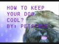 How to keep your pets cool 