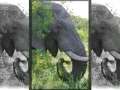 Evidences of Design: Elephant's Ears 
