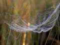 Evidences of God's Design: Spider's Web 