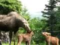 Twin Baby Moose Play In SPrinkler!Cute!! 