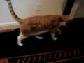 Lots of Cats On Treadmills 