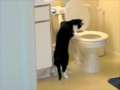 Cat Flushin The Toilet 