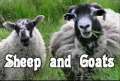 Sheep and Goats 