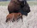 Holy Cow Ranch Buffalo 