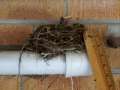 Baby bird in nest