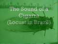 Locust in S&Atilde;&pound;o Sebasti&Atilde;&pound;o da Grama, Sao Paulo, Brazil