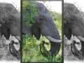 Air Cooled Elephants 
