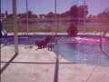 Weiner dog goes swimming 
