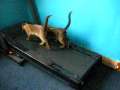 Cats on a treadmill. SO FUNNy 