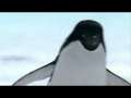Amazing Flying Penguins!! Amazing! 