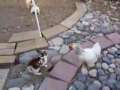 Two Chickens Break Up a Bunny Fight! Funny 