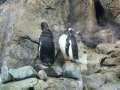 Penguins Grooming 