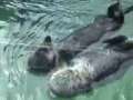 Otters Holding Hands 