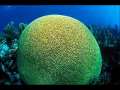 Creation-coral reefs 
