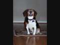 World's Best Beagle