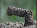 Hidden World of Africa: Wasp Nest 